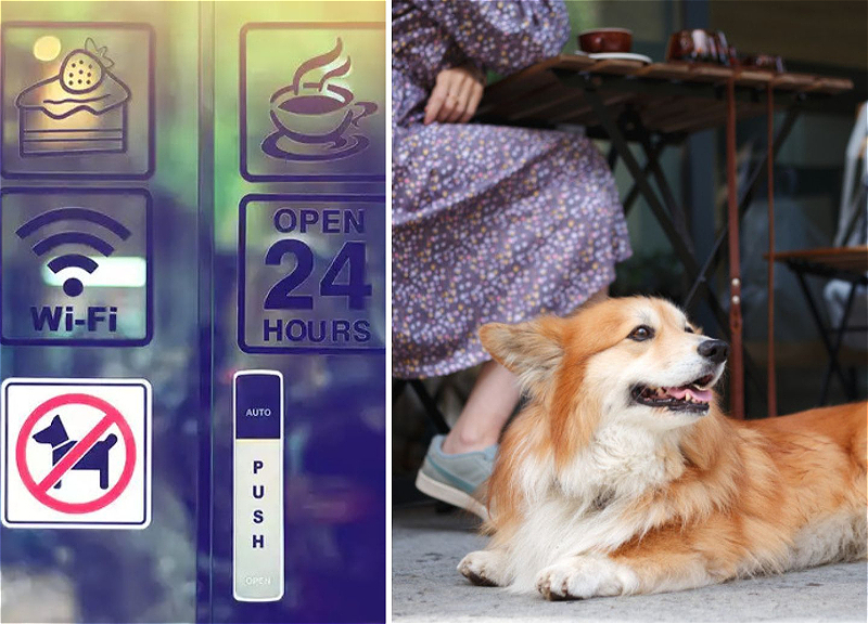 “İtlə olmaz”: Bakı niyə hələ də “pet-friendly” mədəniyyətə hazır deyil? - FOTO